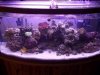 tankincoral 003.jpg