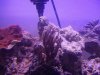 tankincoral 006.jpg