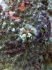 Urchin.JPG