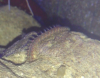Worm1.PNG
