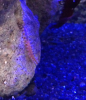 Worm2.PNG