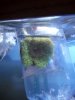 new corals 002.jpg
