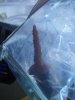 new corals 004.jpg