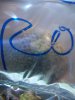 new corals 005.jpg