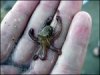 octopus 2.jpg