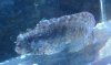 Henry the Blenny.jpg