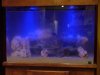 1st aquascape pic.jpg