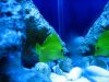 saltwater 315_1_1_1.jpg