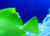 saltwater 318_1_1_1.jpg