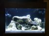 new scape.jpg