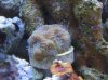 CoralSmall.jpg