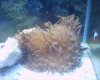 Anemone.JPG
