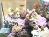 corals1.jpg