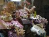 corals2.jpg