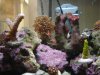 corals3.jpg