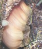 anemone1.jpg