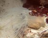 found-under-rock.jpg