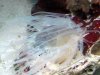 found-under-rock-2.jpg