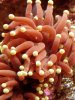 Frogspawn-1.jpg