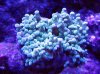 Frogspawn-2.jpg