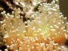 Frogspawn3.jpg
