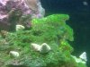 algae1.jpg