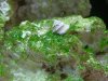 algae2.jpg