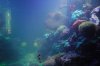 220 reef 2.jpg
