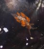 Nudi.jpg