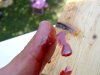 keep finger clear.JPG