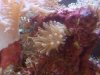 healthy anemone.JPG