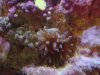 sick anemone.JPG