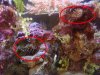 both anemones.JPG