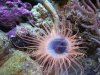 tube_anemone.JPG