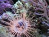 tube_anemone3.JPG