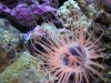 tube_anemone4.JPG