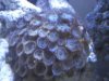 polypsclose.JPG