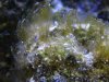 algae 003_1_1_1.jpg