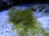 algae 007_1_1.jpg