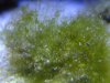 algae 008_1_1.jpg