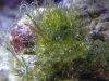 algae 009_1_1.jpg