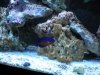 coral beauty.JPG