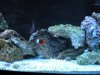 shrimp.JPG