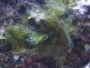 gha 001_1_1.jpg