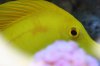 yellow-tang.jpg