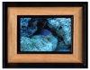 wrasse.JPG