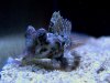 saltwater 266_4_1_1.jpg