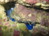 ID1.GIF