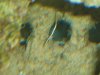 unknown2.JPG