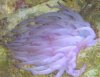 Anemone.JPG